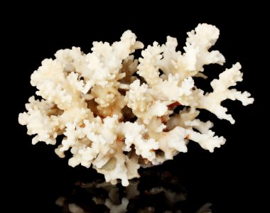 Sea coral isolated on black background clipart