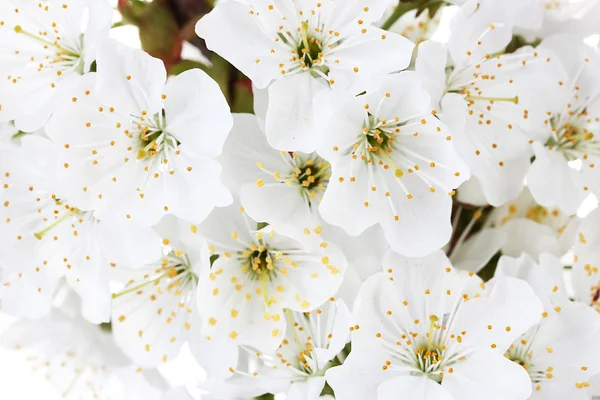 Schöne Kirschblüte aus nächster Nähe — Stockfoto