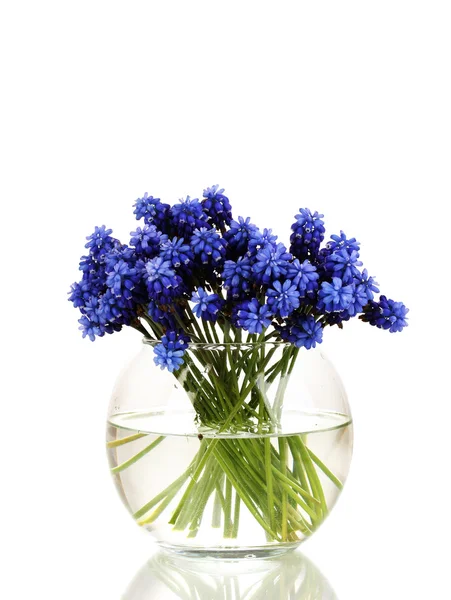 ムスカリ - 白で隔離される花瓶にヒヤシンス — ストック写真