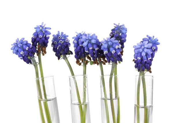 Muscari - hyacint in proefbuizen geïsoleerd op wit — Stockfoto