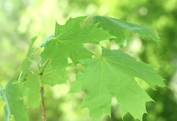 Maple leaves on green background — Stock Photo, Image