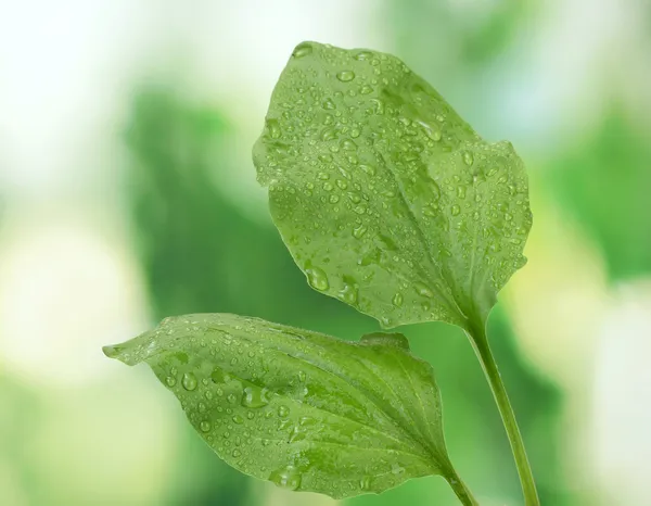 Листя плантану з краплями на зеленому фоні — стокове фото
