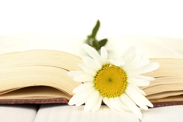 Delicate daisy on the open book close-up — Stock Photo, Image