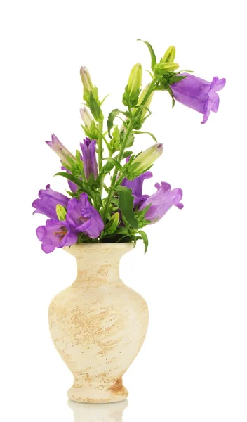 Fleurs cloche bleue dans un vase isolé sur blanc — Photo