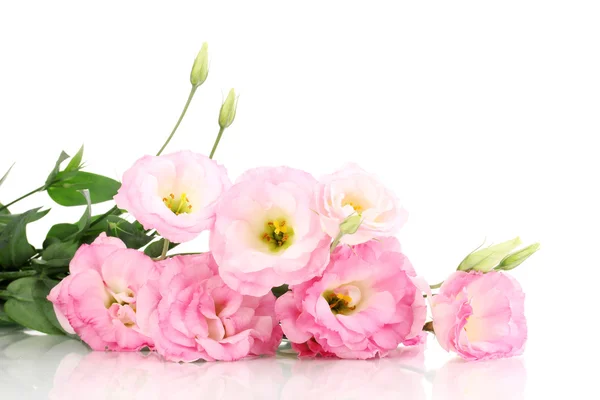 Букет квітів еустоми, ізольований на білому — стокове фото