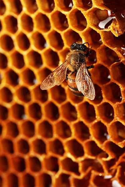 Yellow beautiful honeycomb with honey and bee, background — Stock Photo, Image
