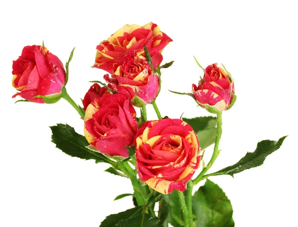 Красивые красно-желтые розы на белом фоне крупным планом — стоковое фото