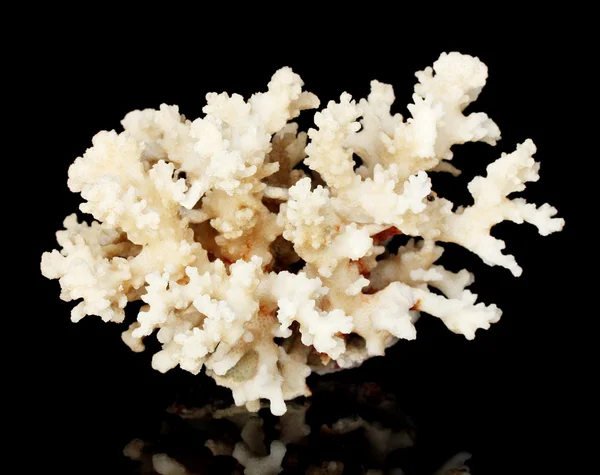Koral morze na białym tle na czarnym tle — Zdjęcie stockowe