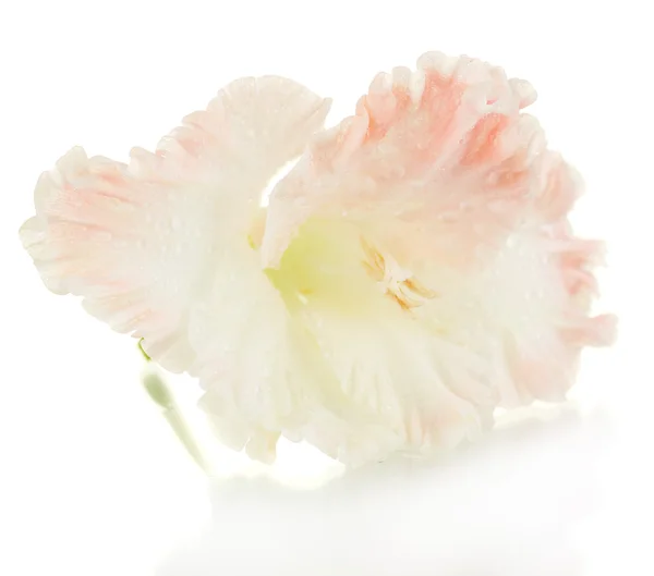 Belo botão de gladíolo rosa pálido isolado em close-up branco — Fotografia de Stock