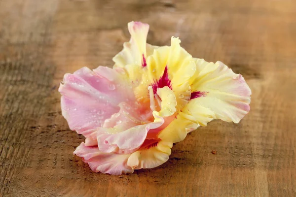 Beau bourgeon de gladiole jaune-rose sur fond bois gros plan — Photo
