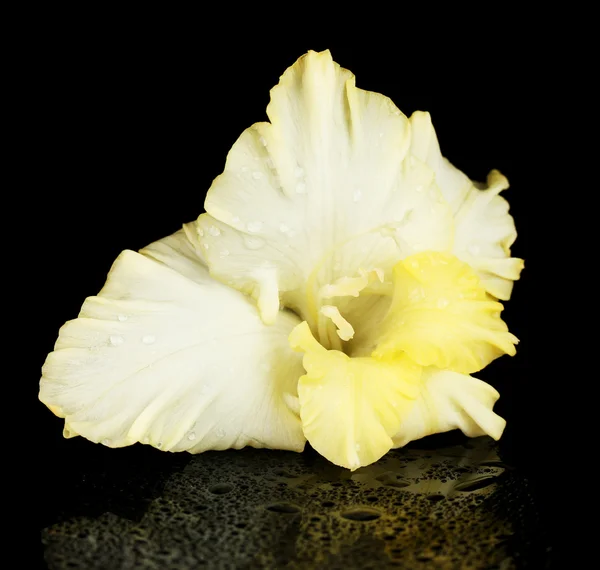Schöne Knospe von gelben Gladiolen isoliert auf schwarzem Hintergrund Nahaufnahme — Stockfoto