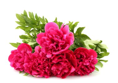 güzel pembe peonies üzerinde beyaz izole