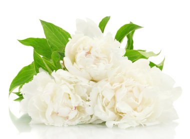 güzel peonies üzerinde beyaz izole