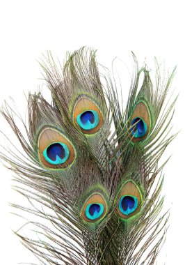 Peacock feathers on white background close-up clipart