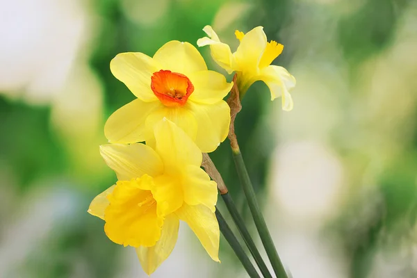 Hermosos narcisos amarillos sobre fondo verde —  Fotos de Stock