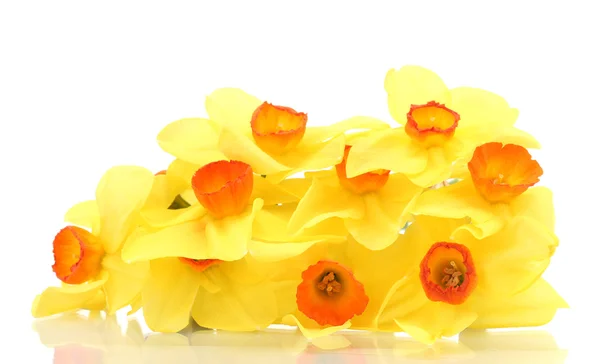 Mooie gele narcissen geïsoleerd op wit — Stockfoto
