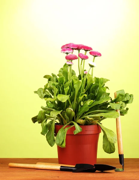 Рожеві квіти в горщику з інструментами на дерев'яному столі на зеленому фоні — стокове фото