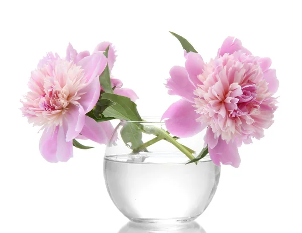 Růžové pivoňky květiny ve váze, izolované na bílém — Stock fotografie
