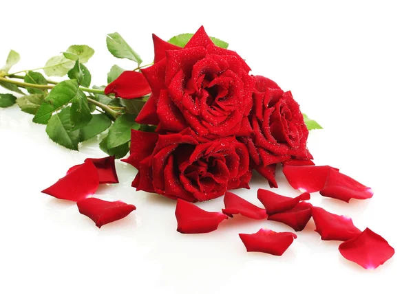 Drie mooie rode rozen met druppels geïsoleerd op wit — Stockfoto