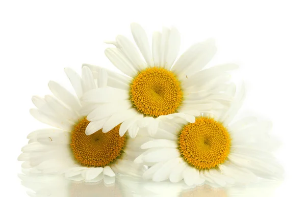 Belles marguerites fleurs isolées sur blanc — Photo