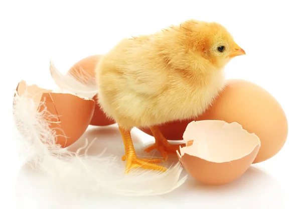Galinha pequena bonita, casca de ovo e ovos isolados no branco — Fotografia de Stock