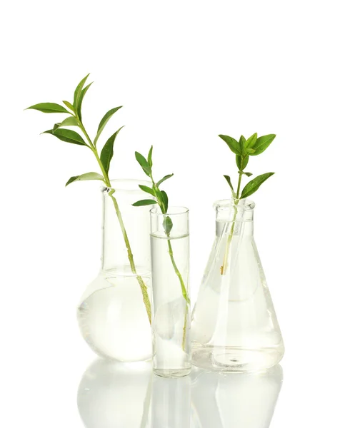 Test-buizen met een transparante oplossing en de plant geïsoleerd op witte achtergrond close-up — Stockfoto
