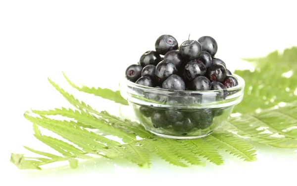 Transparent bowl with ripe blueberries on fern close-up — Stock Photo, Image