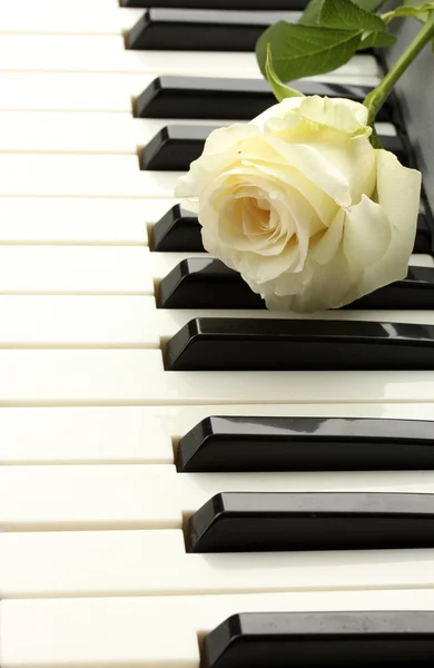 Background of piano keyboard with rose — Stock Photo, Image