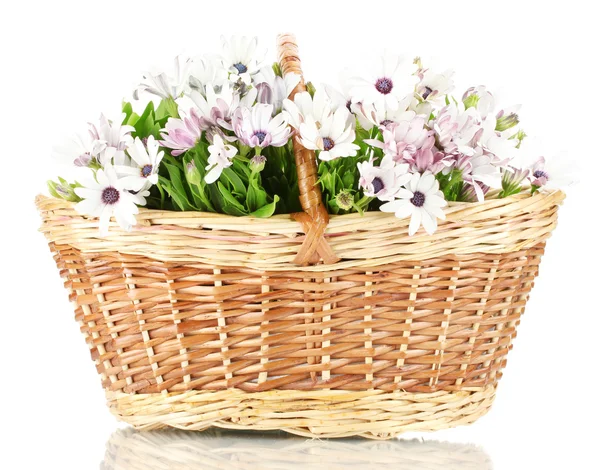 Bouquet de belles fleurs d'été dans le panier, isolé sur blanc — Photo