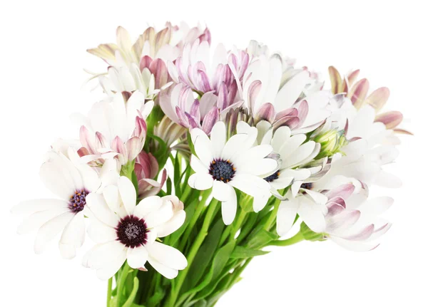 Bukiet kwiatów piękne lato, na białym tle — Zdjęcie stockowe