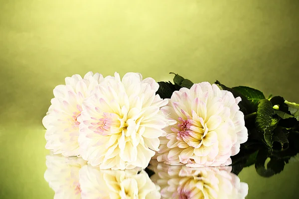 Beautiful white dahlias on green background close-up — Stock Photo, Image