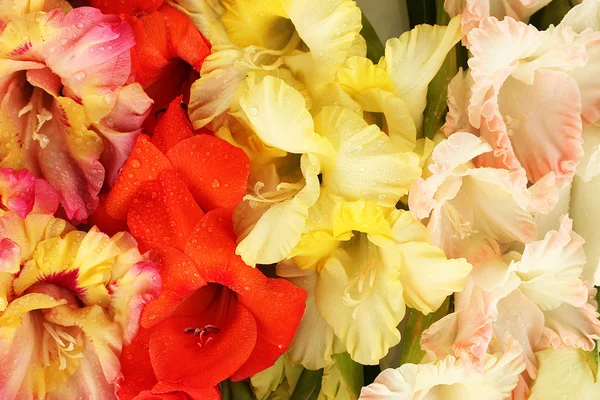 Vackra färgglada gladiolus närbild — Stockfoto