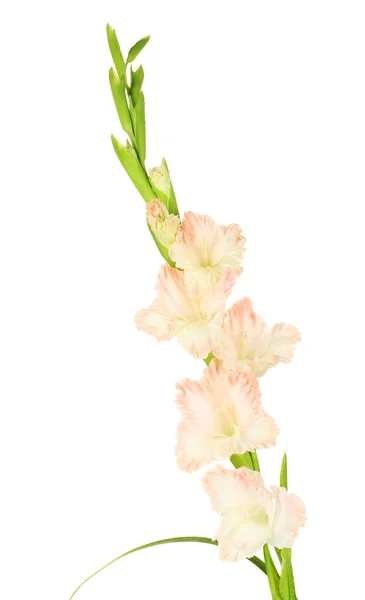 Ramo de gladiolus rosa pálido no fundo branco close-up — Fotografia de Stock