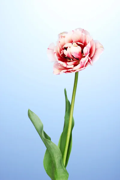 Beautiful tulip on blue background — Stock Photo, Image