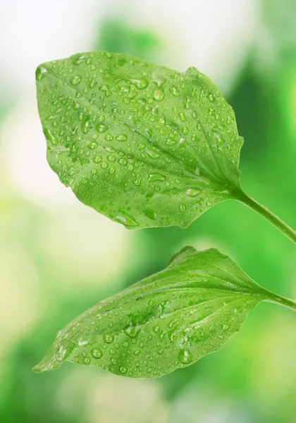 Листя плантану з краплями на зеленому фоні — стокове фото