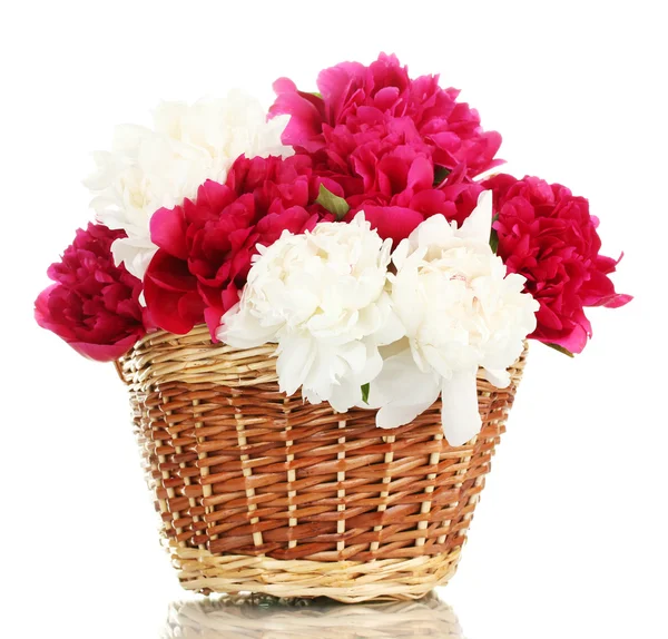 Hermosas peonías rosadas y blancas en cesta con lazo aislado sobre blanco — Foto de Stock