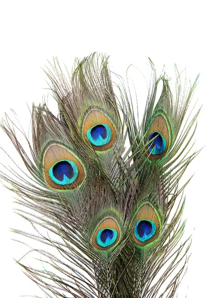 Peacock feathers on white background close-up — Stock Photo, Image