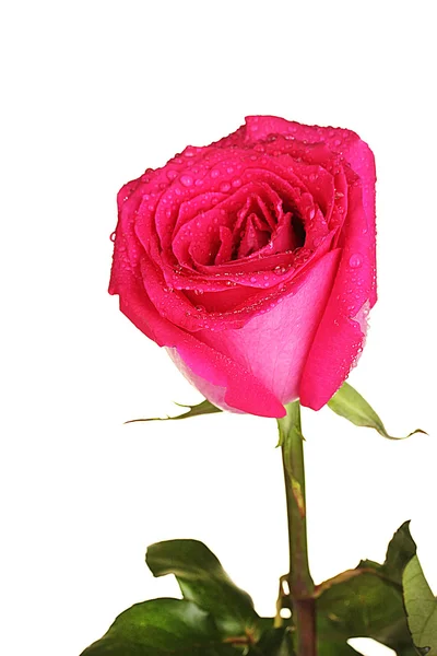 Όμορφο ροζ τριαντάφυλλο σε λευκό φόντο κοντινό πλάνο — Φωτογραφία Αρχείου