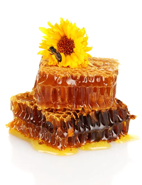 Süße Wabe mit Honig, Biene und Blüte, isoliert auf weiß — Stockfoto
