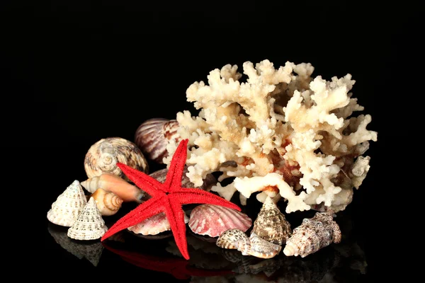 Sea coral with shells isolated on black — Stock Photo, Image