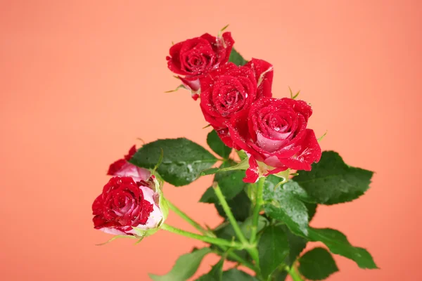 Hermosas rosas vinosas sobre fondo rojo de cerca —  Fotos de Stock
