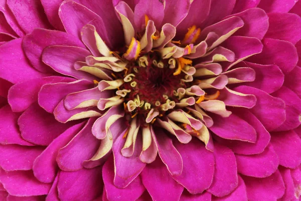 stock image Violet daisy flower close-up