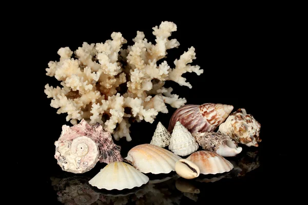 Deniz kabukları üzerine siyah izole ile mercan — Stok fotoğraf