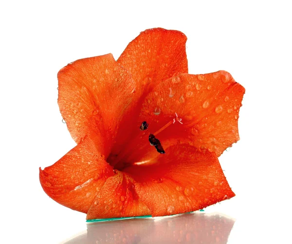Belo botão de gladíolo laranja isolado em close-up branco — Fotografia de Stock