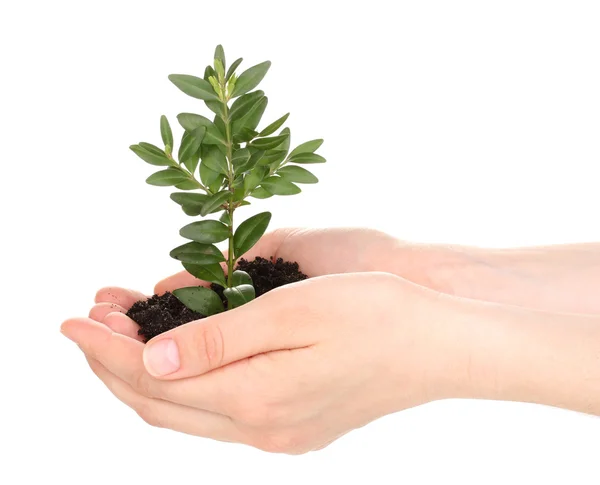 Young plant in hands isolated on white Stock Picture