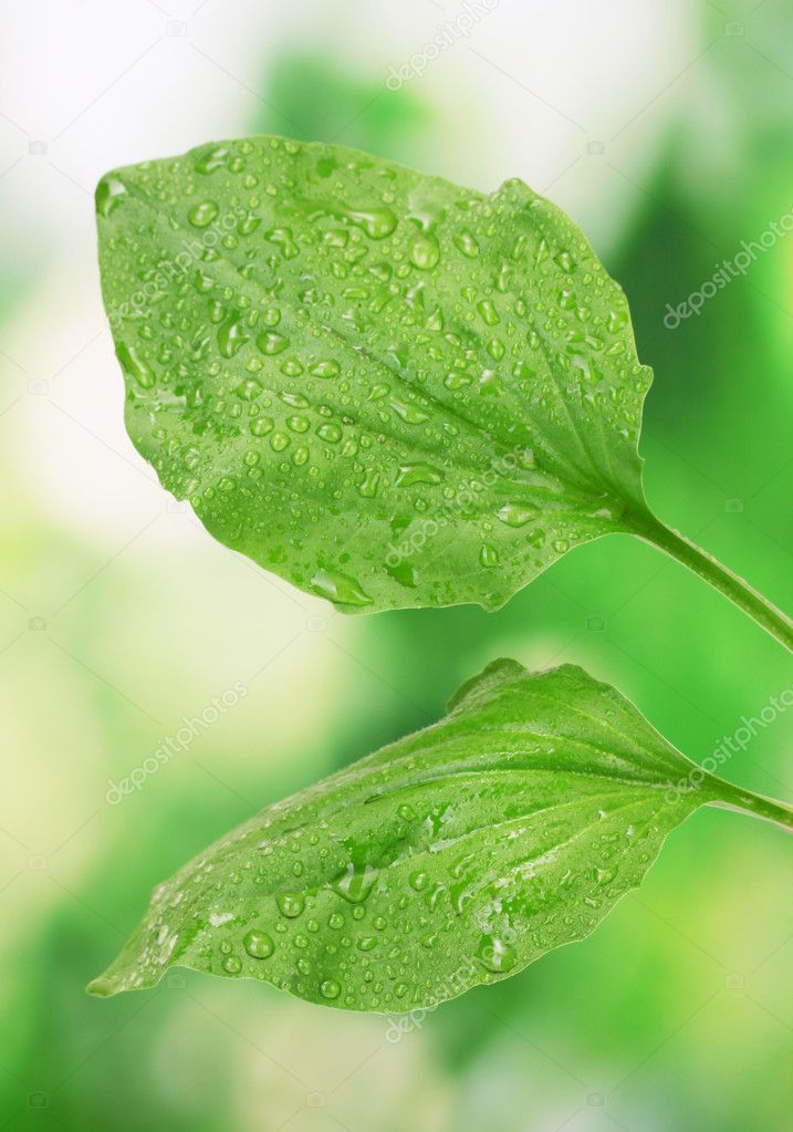 Plantain leaves with drops on green background