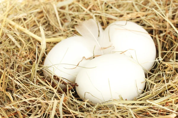 Bílá vejce v hnízdě seno detail — Stock fotografie