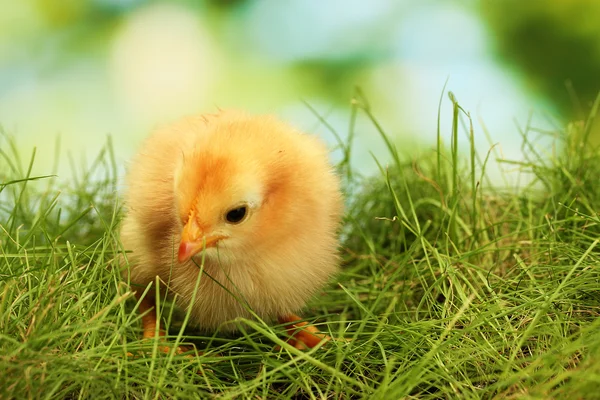Vackra lilla kycklingen på grönt gräs i trädgården — Stockfoto