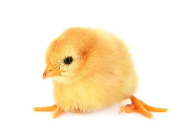 아름 다운 작은 닭고기는 흰색 절연 — 스톡 사진