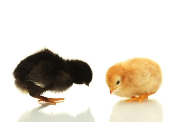 Petits poulets noirs et jaunes isolés sur le blanc — Photo
